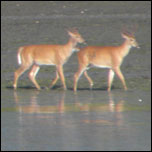 Deer in Widgeon Cove
